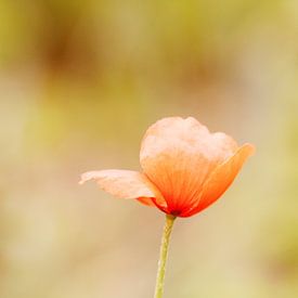 Le coquelicot sur Carmen Fotografie