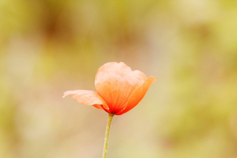 De klaproos van Carmen Fotografie