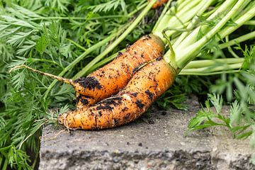 Frisch geerntete Karotten von Annabell Gsödl