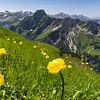 Goldenes Blütenmeer vor schroffen Gipfeln im Allgäu von Walter G. Allgöwer