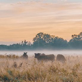 Les Highlanders écossais à la campagne sur Danai Kox Kanters