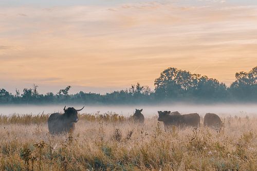 Schotse hooglanders in de natuur