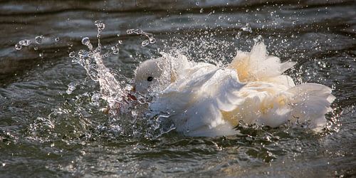 Vögel |Spetter!  - weiße Ente wäsche