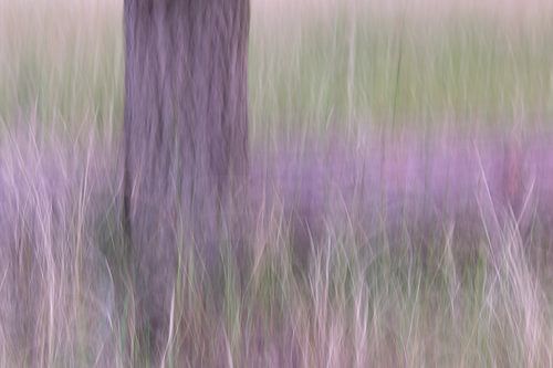 bewogen gras