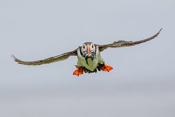 Papageientaucher von Han Peper