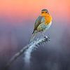 Roodborst (Erithacus rubecula) van AGAMI Photo Agency