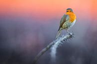 Rotkehlchen (Erithacus rubecula) von AGAMI Photo Agency Miniaturansicht