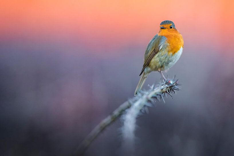 Roodborst (Erithacus rubecula) van AGAMI Photo Agency