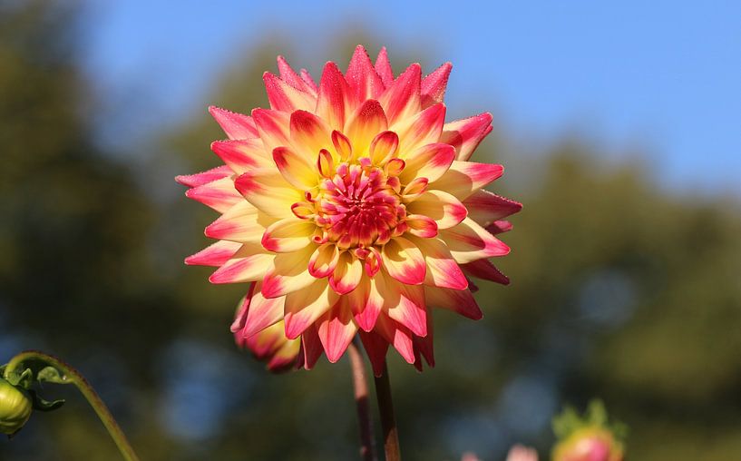 Dahlia Aviator par Matthias Brix