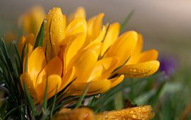 Felgele krokus van Ulrike Leone