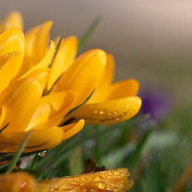 Bright yellow crocus by Ulrike Leone