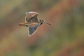 Bécasse en vol en automne sur Beschermingswerk voor aan uw muur