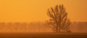 Sonnenaufgang, Niederlande von Nynke Altenburg