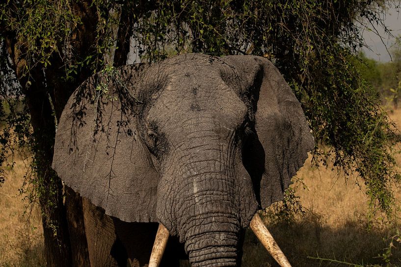 Where silence speaks - The presence of the elephant by Rick Massar