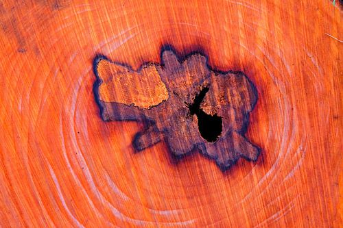 De kern van een boomstam, met groeiringen.