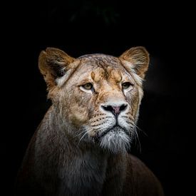 Lioness on black by Janine Bekker Photography
