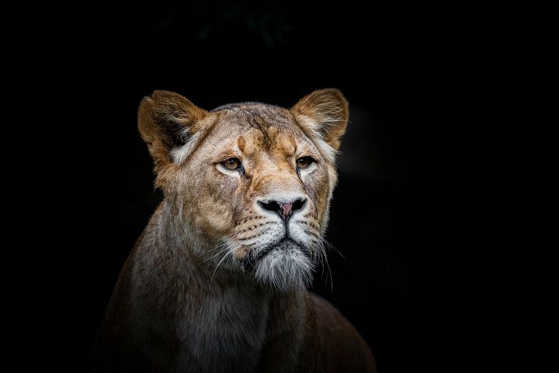 Leeuwin op zwart van Janine Bekker Photography