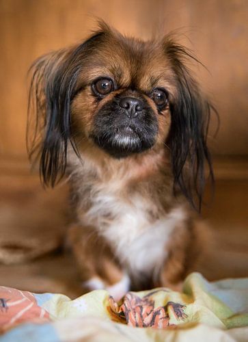 Tibetaanse Spaniël / Pekinees / Pekingees