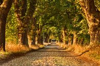 Avenue of trees on Rügen at sunset by Markus Lange thumbnail