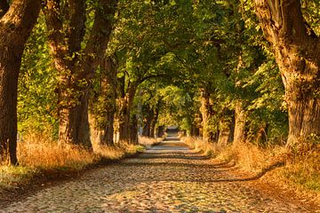 Baumallee auf Rügen bei Sonnenuntergang von Markus Lange