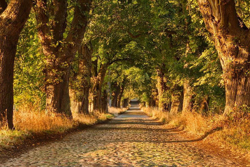 Avenue of trees on Rügen at sunset by Markus Lange