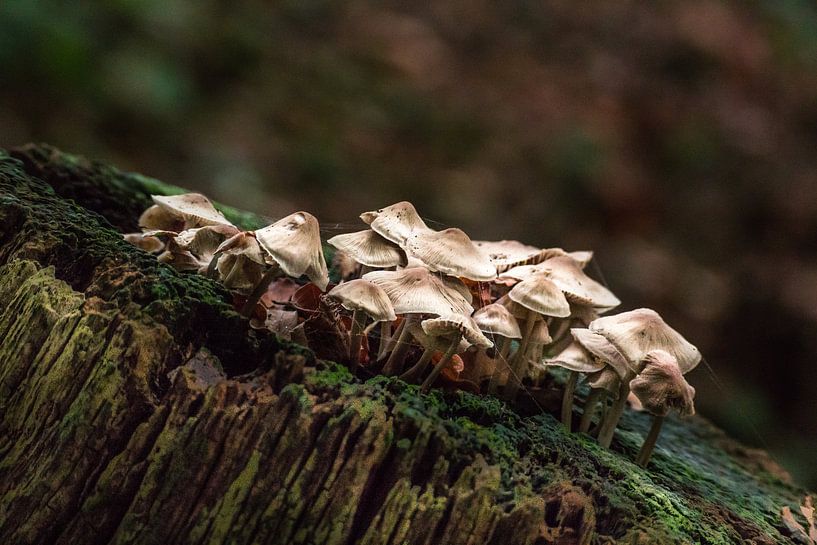 Paddenstoelen von Cor Pot