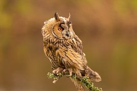 Hibou moyen-duc, Asio otus