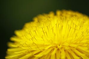 Paardenbloem of Taraxacum officinale
