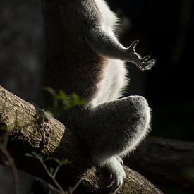 Lémurien à queue barrée : Parc animalier d'Amersfoort sur Loek Lobel