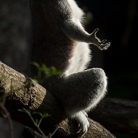 Ringstaartmaki : DierenPark Amersfoort van Loek Lobel