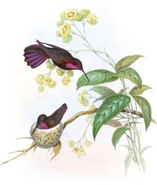 Porfierstaartmango, John Gould van Hummingbirds