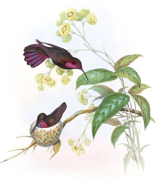 Porphyr-Schwanz-Mango, John Gould von Hummingbirds