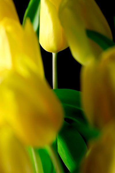 Tulpen von Thomas Jäger
