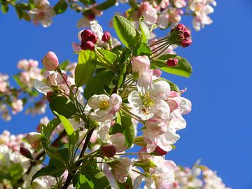 Fleurs de pommier / Pomme japonaise