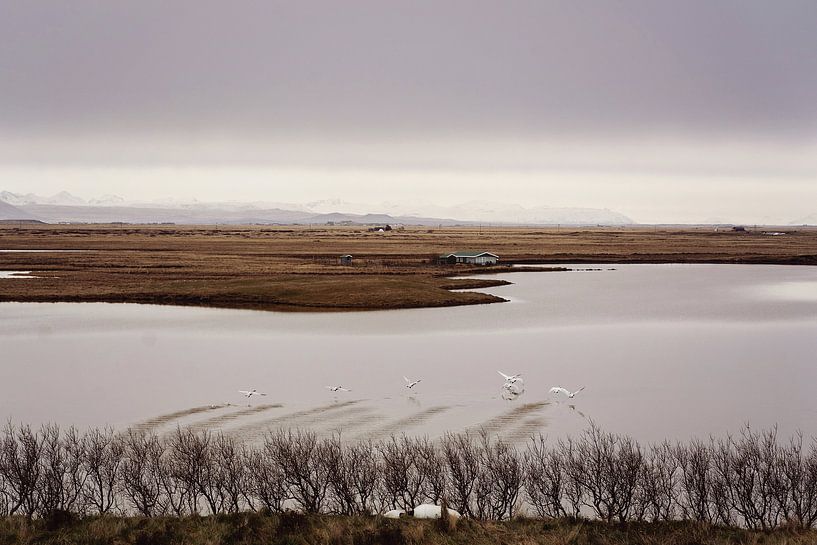 Cygnes d'Islande par RUUDC Fotografie