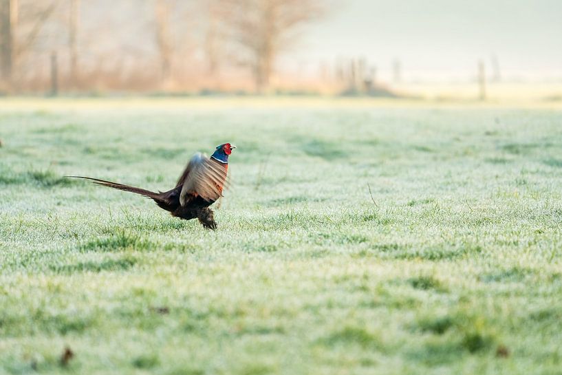 Fasan ist der frühe schöne Morgen im Frühling von Marcel Derweduwen