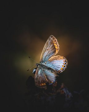 Het vrouwtje van het icarusblauwtje van honey_m_i_l_k_photo