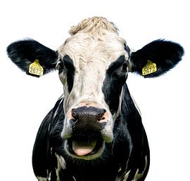 Portrait of a curious cow by Jessica Berendsen