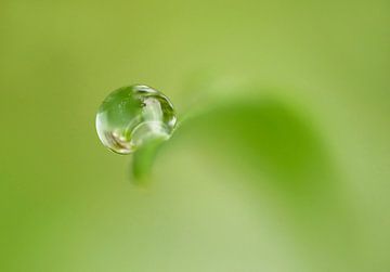 Drop Shot (Druppel op Grasspriet in groen) van Caroline Lichthart