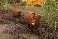 Schotse Hooglander op de heide