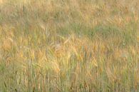 Zachte graankleuren in het veld van Margreet Piek thumbnail