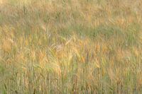 Zachte graankleuren in het veld