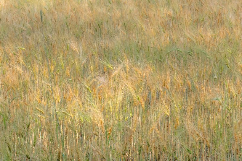 Zachte graankleuren in het veld van Margreet Piek
