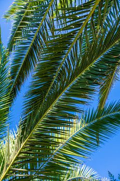 Palmbomen van Didi van Dijken