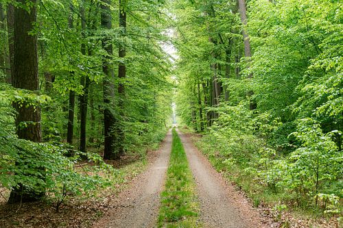 Forêt de Pologne sur Richard Wareham