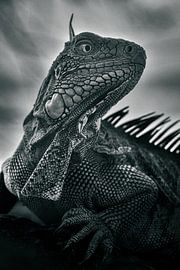 Leguaan curacao van Nienke Bot