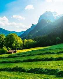 Freshly mown by Joris Machholz