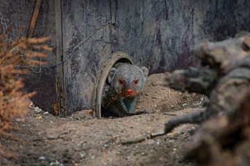 The peeping mongoose by Denise Vlieland
