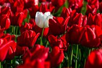 Witte tulp in het rode tulpenveld