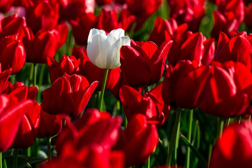Witte tulp in het rode tulpenveld van Juergen Braun
